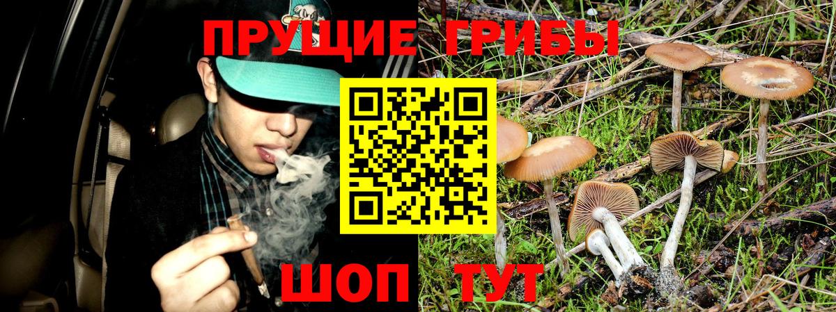 Галлюциногенные грибы Cubensis Каспийск